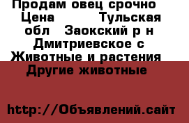 Продам овец срочно. › Цена ­ 150 - Тульская обл., Заокский р-н, Дмитриевское с. Животные и растения » Другие животные   